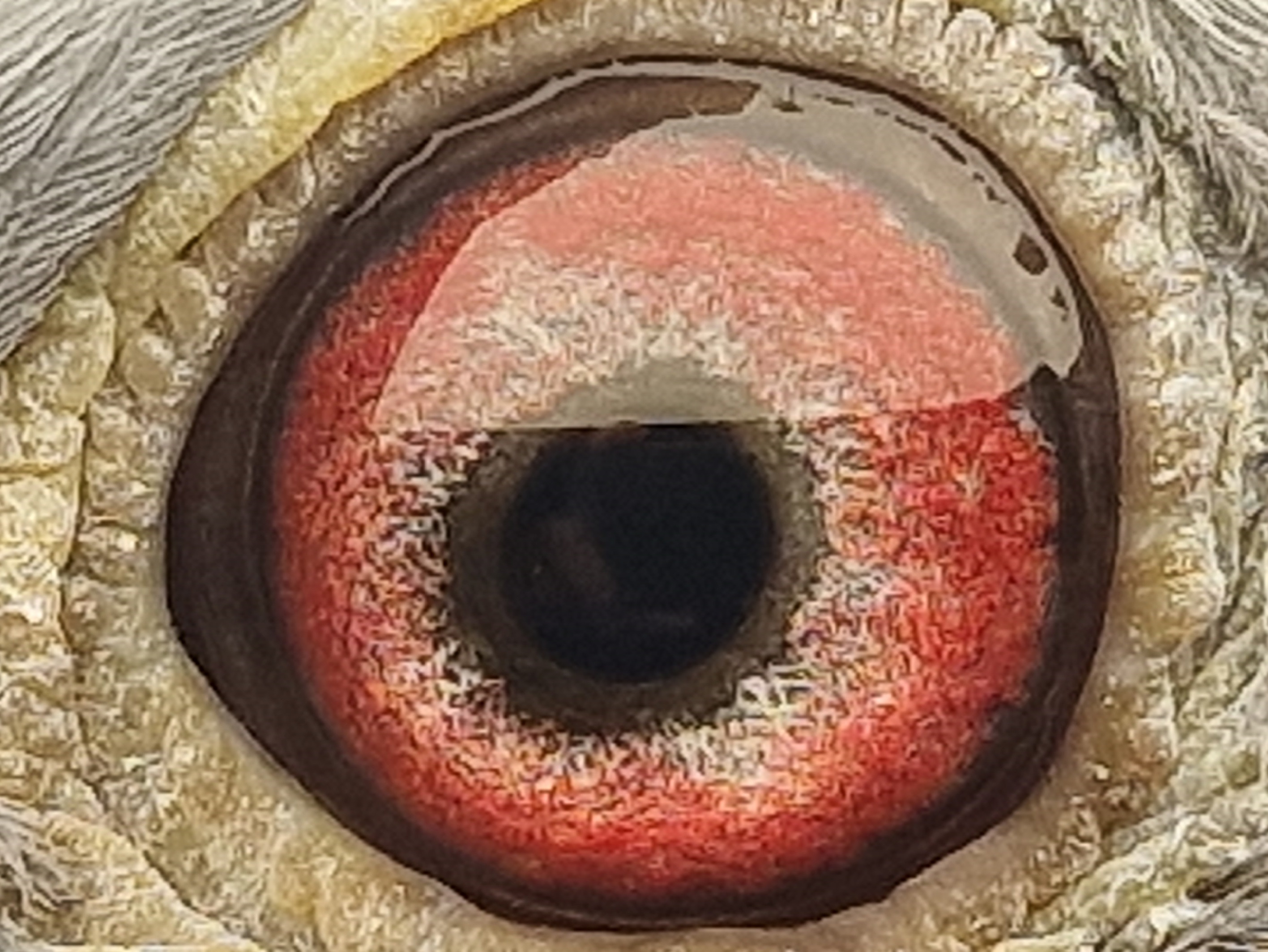 Pigeon eye